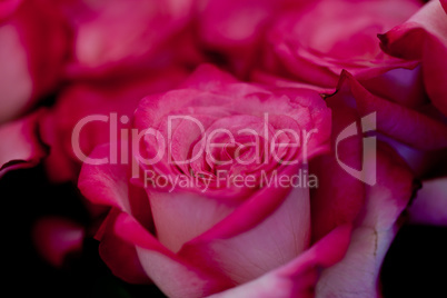 colorful beautiful roses flowers macro closeup card background