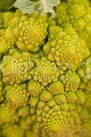 fresh green romanesco broccoli cabbage macro closeup