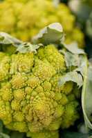 fresh green romanesco broccoli cabbage macro closeup