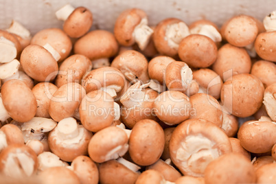 fresh brown champignons on market outdoor