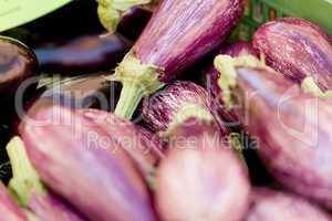 fresh violet eggplant in summer outdoor on market