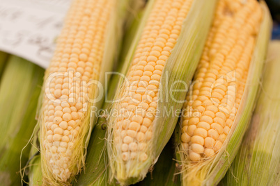 fresh tasty corn macro closeup on market outdoor