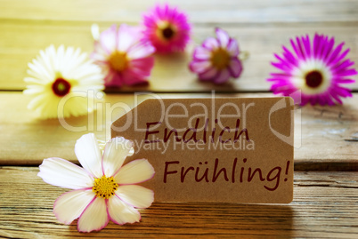 Sunny Label With German Text Endlich Frühling With Cosmea Blossoms