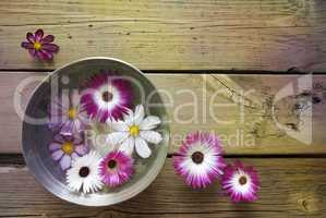 Silver Bowl With Cosmea Blossoms And Copy Space