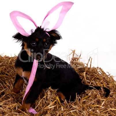 funny cute easter dog with pink rabbit ears