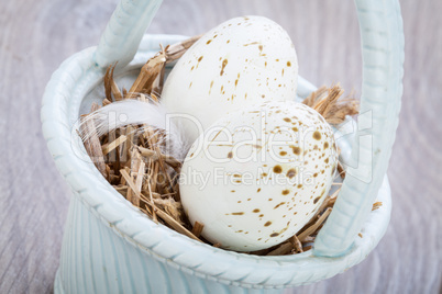 Three natural blue Easter eggs in a basket