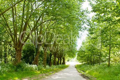 road in forest with green trees in summer