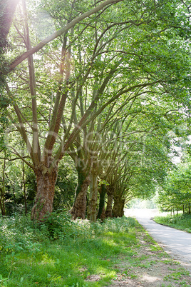 road in forest with green trees in summer