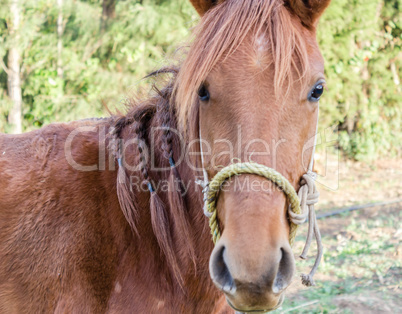 Horse with braids