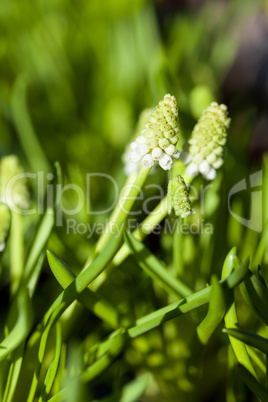 Background of colourful vivid summer flowers