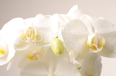 White orchids