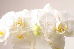 White orchids