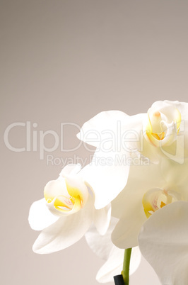 White orchids