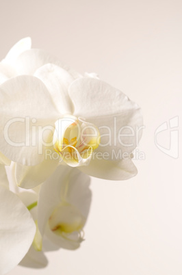 White orchid