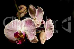 orchidee