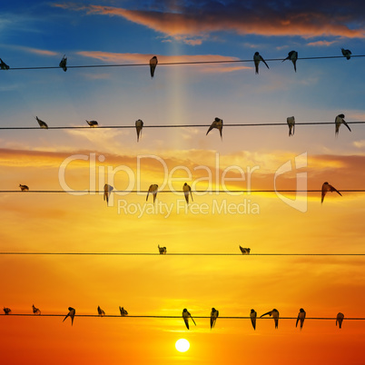 flock of birds on a background of sunrise