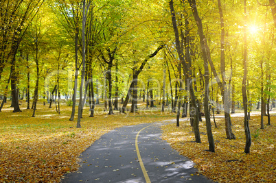 Rays of sun in autumn park