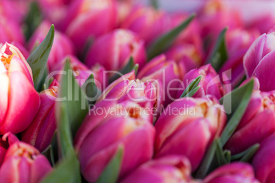 Background of colourful vivid summer flowers