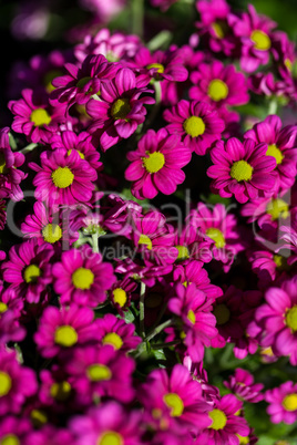 Background of colourful vivid summer flowers