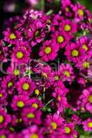 Background of colourful vivid summer flowers