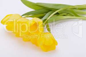 Bunch of cheerful yellow tulips