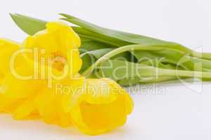 Bunch of cheerful yellow tulips