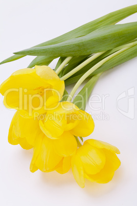 Bunch of cheerful yellow tulips