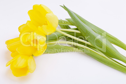 Bunch of cheerful yellow tulips