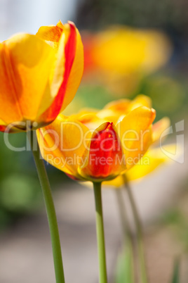 beautiful colorful yellow red tulips flowers