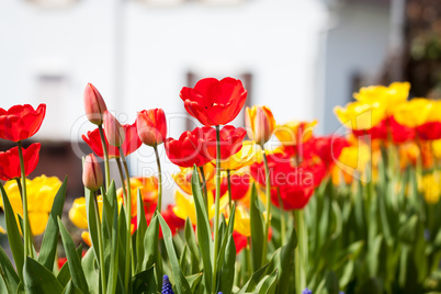 beautiful colorful yellow red tulips flowers