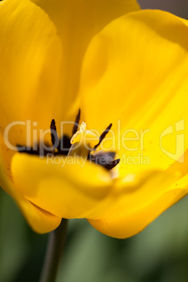 beautiful colorful yellow red tulips flowers