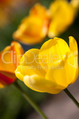 beautiful colorful yellow red tulips flowers