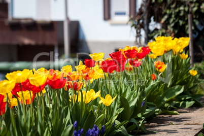 beautiful colorful yellow red tulips flowers