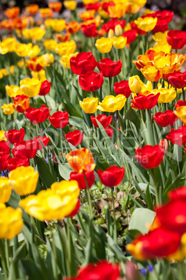 beautiful colorful yellow red tulips flowers