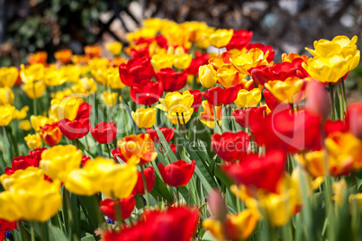 beautiful colorful yellow red tulips flowers