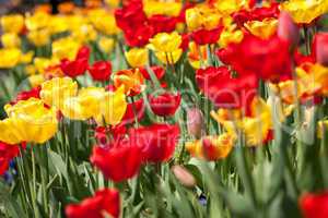 beautiful colorful yellow red tulips flowers