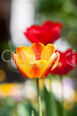 beautiful colorful yellow red tulips flowers