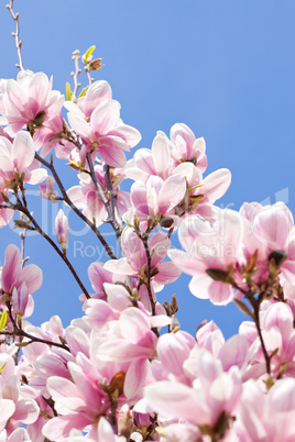 pink magnolia tree flower outdoor in spring