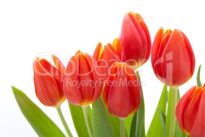 Beautiful fresh red tulips for a loved one