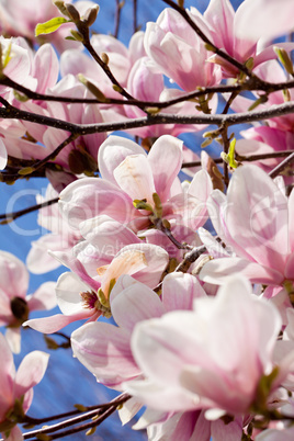 pink magnolia tree flower outdoor in spring