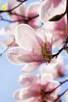 pink magnolia tree flower outdoor in spring