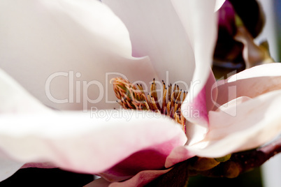 pink magnolia tree flower outdoor in spring