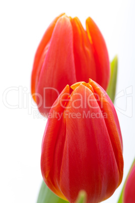 Beautiful fresh red tulips for a loved one