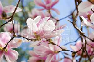 pink magnolia tree flower outdoor in spring