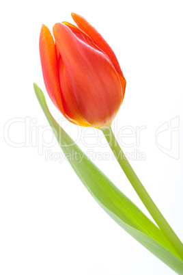 Beautiful fresh red tulips for a loved one