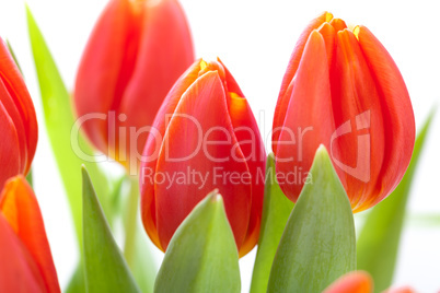 Beautiful fresh red tulips for a loved one