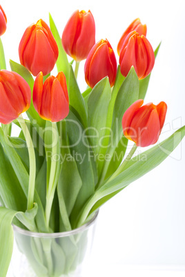 Beautiful fresh red tulips for a loved one