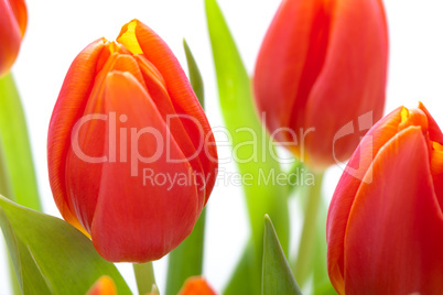 Beautiful fresh red tulips for a loved one