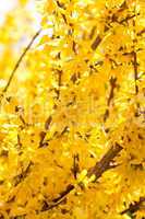 yellow forsythia blossom in spring outdoor