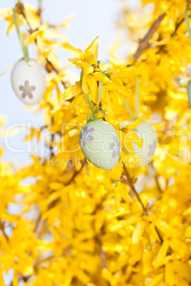 easter egg and forsythia tree in spring outdoor